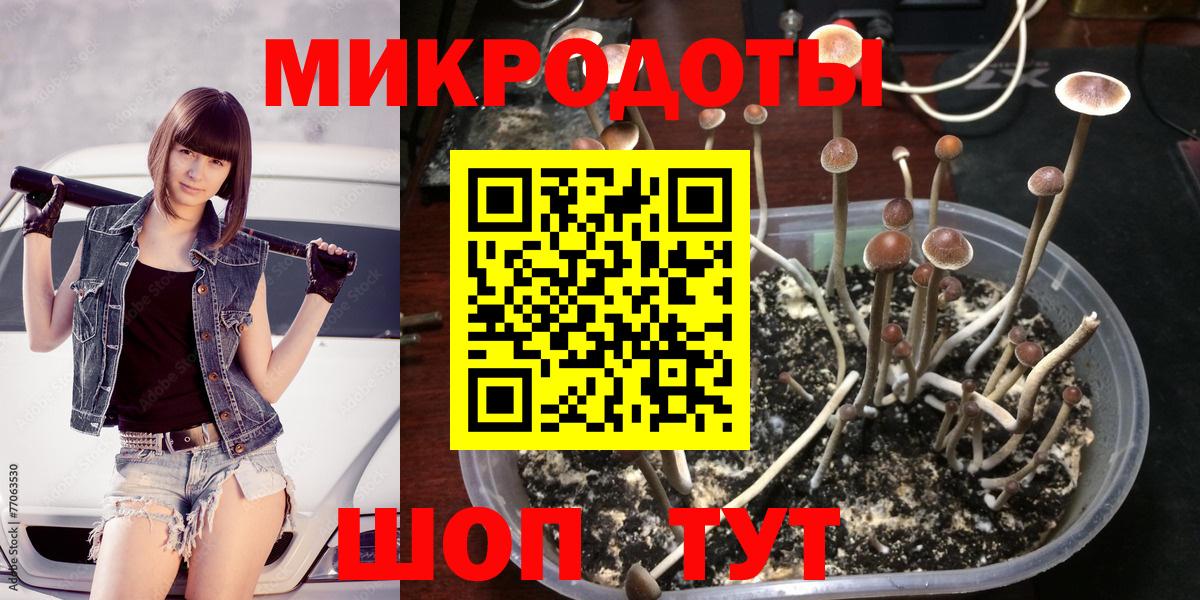 Псилоцибиновые грибы Psilocybe Пермь